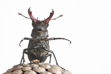 Stag beetle (Lucanus cervus) isolated on white. Closeup