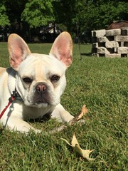 Fototapeta premium Leaf Me Alone