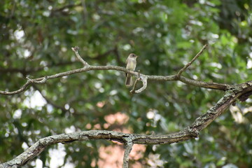 bird on tree