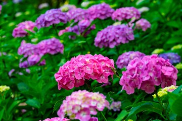 大神のアジサイ