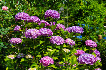 大神のアジサイ