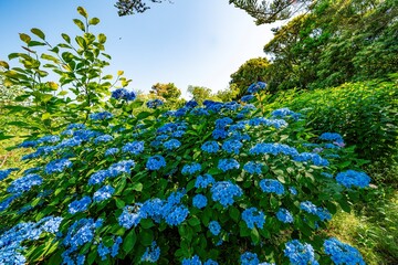大神のアジサイ
