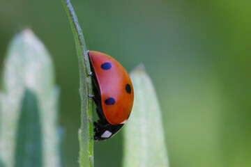 Ladybug Profile 02