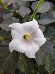 Closeup of petals and pollen of white lily flower, nature photography, natural gardening background, floral wallpaper 