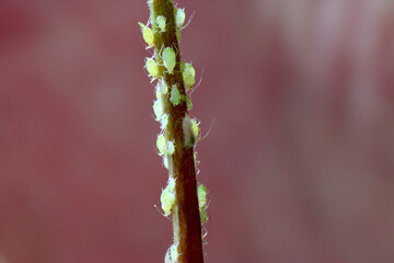 Avocado Stem Aphids 02