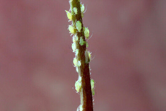 Avocado Stem Aphids 03