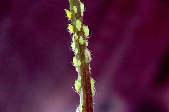 Avocado Stem Aphids 05