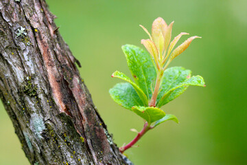 Andromeda Leaf Sprig 02