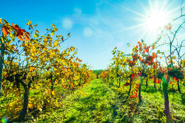 Autumnal harvested vineyard backlit with bright red foliage photographed against blue sky near Avignon