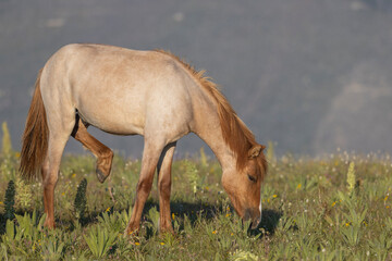Beautiful Wild Horse in the Pryor Mountains Montana in Summer