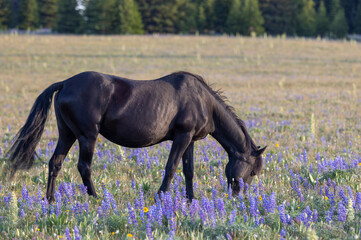 Beautiful Wild Horse in the Pryor Mountains Montana in Summer