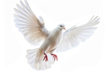 White Dove in Flight Isolated on White Background 