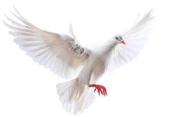 Obraz premium White Dove in Flight Isolated on White Background 
