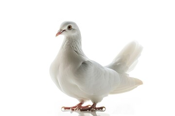 Obraz premium White Dove in Flight Isolated on White Background 