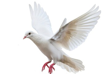 Obraz premium White Dove in Flight Isolated on White Background 