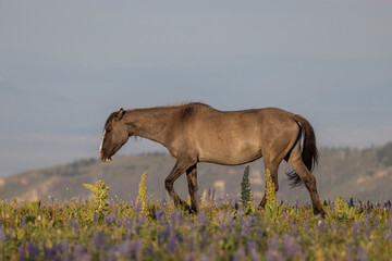 Beautiful Wild Horse in the Pryor Mountains Montana in Summer