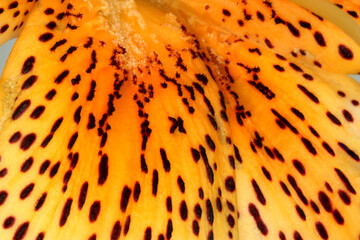 Tiger Lily Spots 05 © C Vincent Ferguson