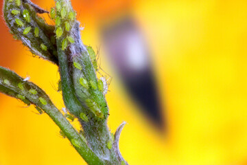 Rose Aphids on Avocado 06