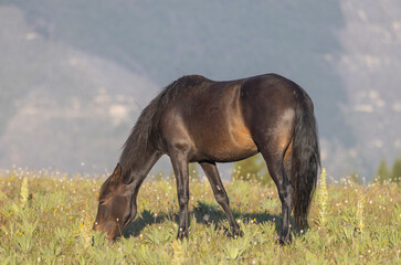 Beautiful Wild Horse in the Pryor Mountains Montana in Summer