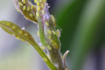 Rose Aphids on Avocado 10