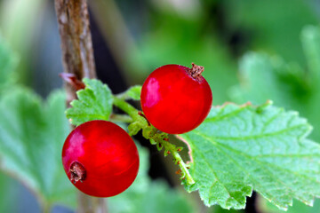 Red Currant Pair 02