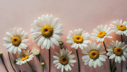 Obraz premium Beautiful white daisies arranged over a pastel pink background, evoking a sense of freshness and simplicity.
