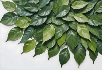 Fototapeta premium Top view of green leaves on white background
