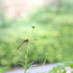 Dragonfly on leaf close up