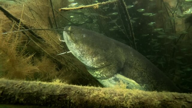 A giant catfish (Silurus glanis) rests among branches with bleak (Alburnus alburnus) swimming around it, eyes fixed upwards as if in a trance. Check my portfolio for other catfish footage.