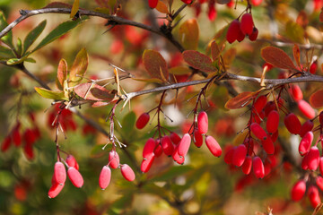 Bright mature berries on the branch of Berberis thunbergii in autumn. Natural beauty of elegant twig of red barberry. Soft focus. Seasonal fall wallpaper for design. Ripe fruits of Japanese barberry