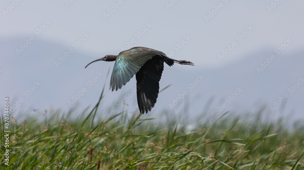 Wall mural the wings of a white faced ibis gleam iridescent green in the sun as it flies low over the marsh gra