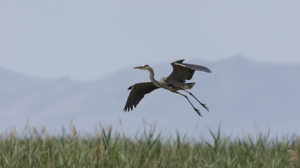 A Great Blue Heron flies low over marshland grasses with it's legs trailing behind in front of distant mountains and under a clear blue sky.