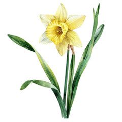 Watercolor painting vector of a daffodil flower, isolated on a white background, daffodil vector, clipart Illustration, Graphic logo, drawing design art, clipart image