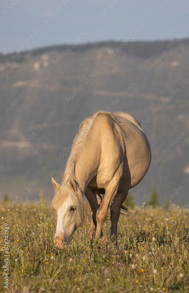 Wall mural Beautiful Wild Horse in the Pryor Mountains Montana in Summer