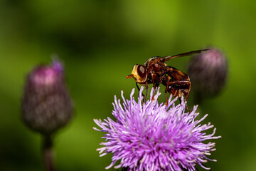 Gemeine Breitstirnblasenkopffliege (Sicus ferrugineus) auf einer Distel