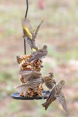 Birds on a feeder