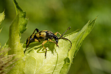 Gefleckter Schmalbock (Leptura maculata) auf einer Kohlkratzdistel
