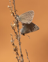 A pair of Silvery Blue butterflies meet during mating season on a dry stem with a warm amber colored background on a sunny early summer day in Southern Utah, USA.