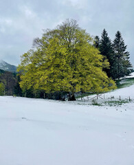 Baum in frühlingshaftem Grün in weißer verschneiter Landschaft nach einem verspätetens Schneeschauer im Frühling