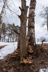two different trees stand side by side like a family, and mushrooms grow between them at the bottom, very similar to a family