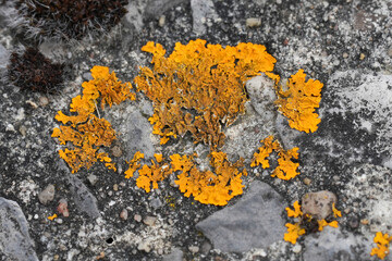 Closeup on a bright orange colored foliose lichen, Xanthoria calcicola growing on a stone