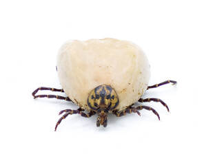 gopher tortoise tick adult - Amblyomma tuberculatum - found only on gopher tortoise. Largest species in North America. front top face view with detail throughout. isolated on white background
