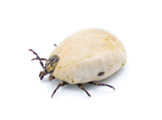 gopher tortoise tick adult - Amblyomma tuberculatum - found only on gopher tortoise. Largest species in North America. top side view with detail throughout. isolated on white background