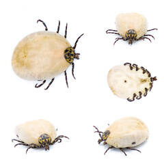 gopher tortoise tick adult - Amblyomma tuberculatum - found only on gopher tortoise. Largest species in North America. five views with detail throughout. isolated on white background