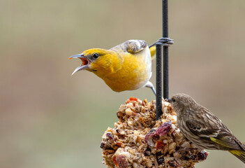Oriole at Feeder