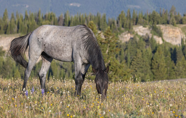 Fototapeta premium Wild Horse in Summer in the Pryor Mountains Montana