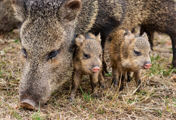 Javelina Babies