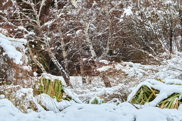branches of trees and bushes bending from snow and winter wind