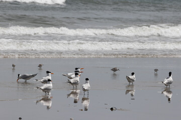 Four - Wheel Beach in Corolla, Outer Banks, North Carolina, USA