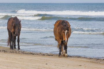 Four - Wheel Beach in Corolla, Outer Banks, North Carolina, USA
